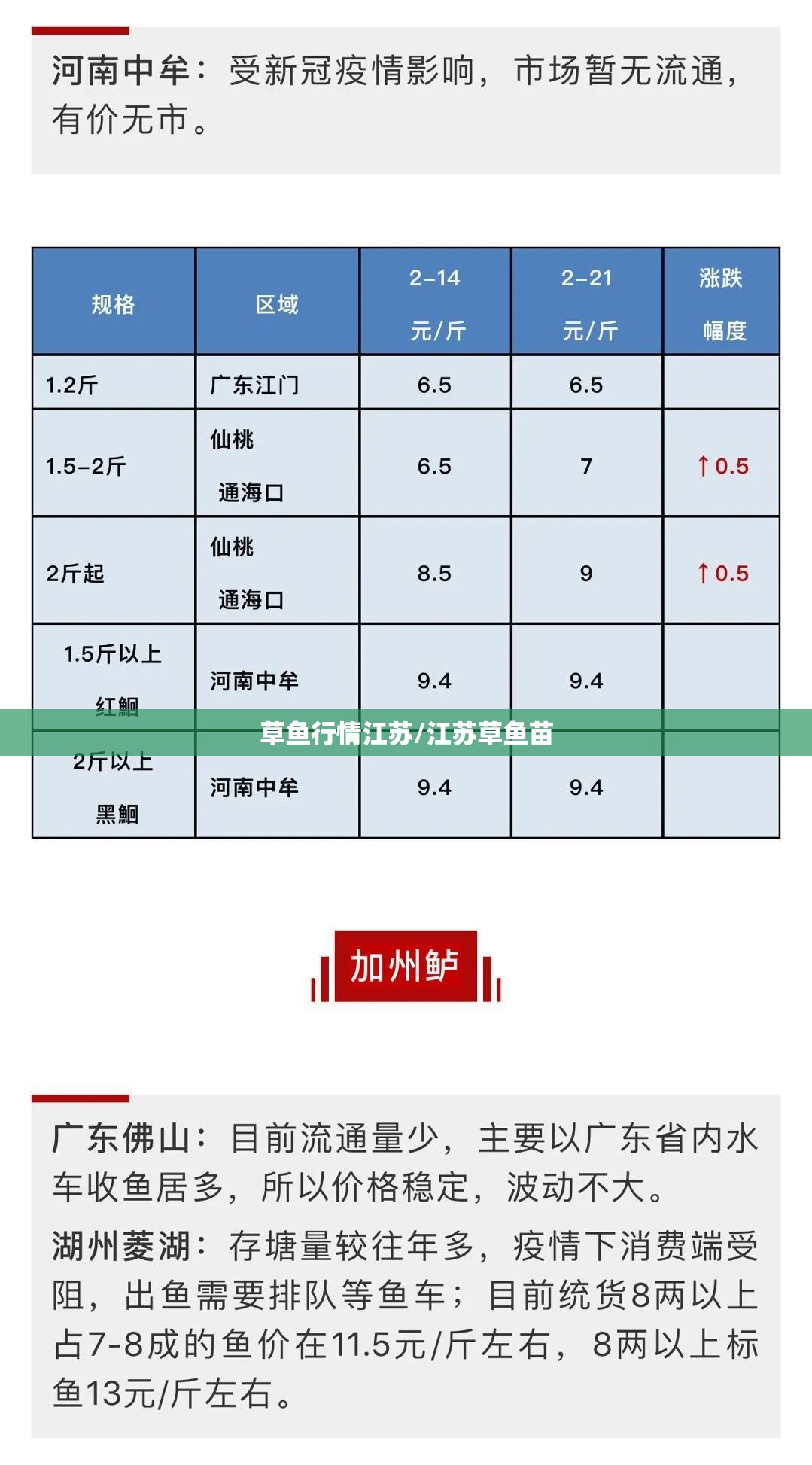 草鱼行情江苏/江苏草鱼苗