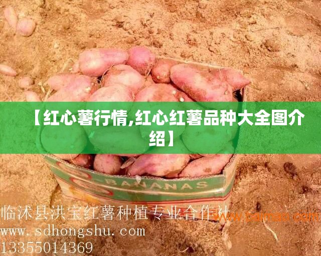 【红心薯行情,红心红薯品种大全图介绍】 【红心薯行情,红心红薯品种大全图介绍】