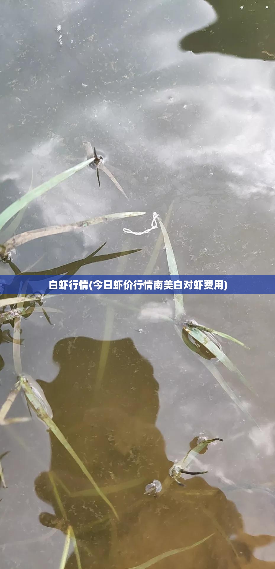 白虾行情(今日虾价行情南美白对虾费用) 白虾行情(今日虾价行情南美白对虾费用)